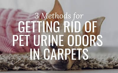3 Methods for Getting Rid of Pet Urine Odors in Carpets