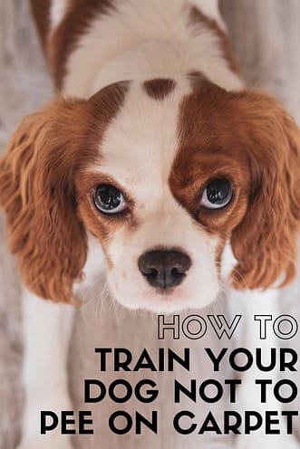 How To Train Your Dog NOT To Pee On Carpet