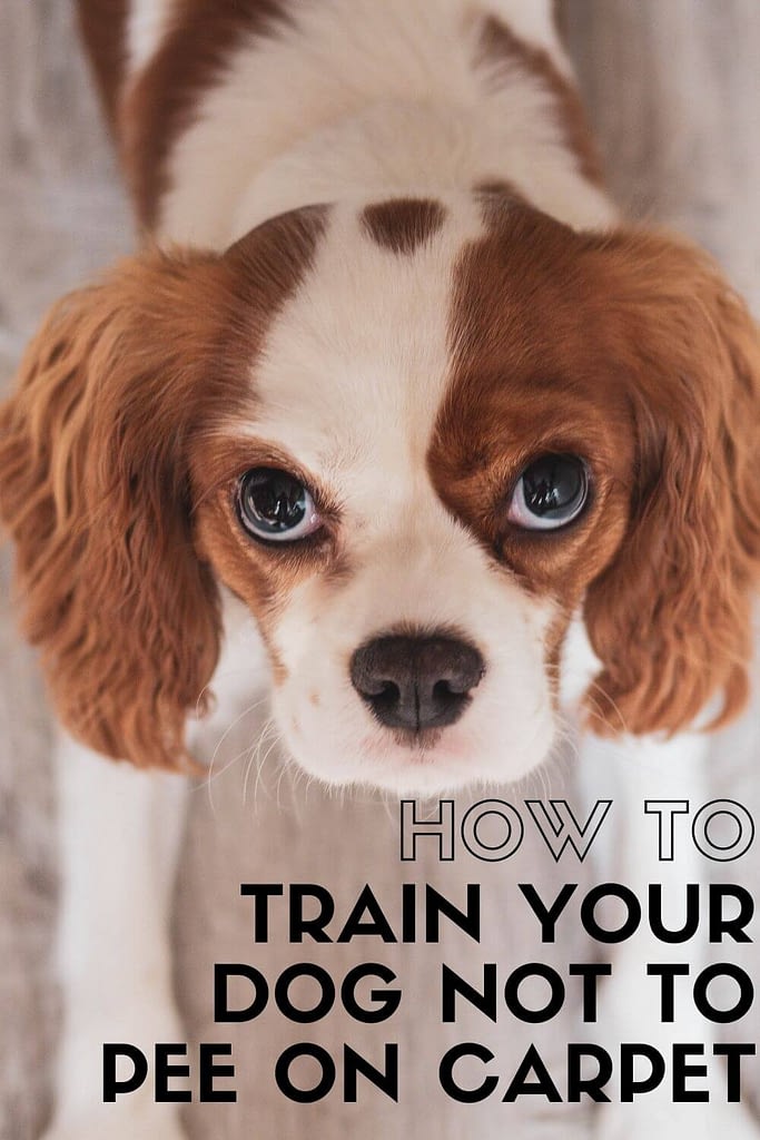 How To Train Your Dog NOT To Pee On Carpet - Short Stop Chem-Dry