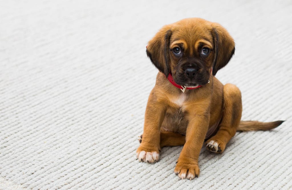 Remove Pet Stains From Carpet