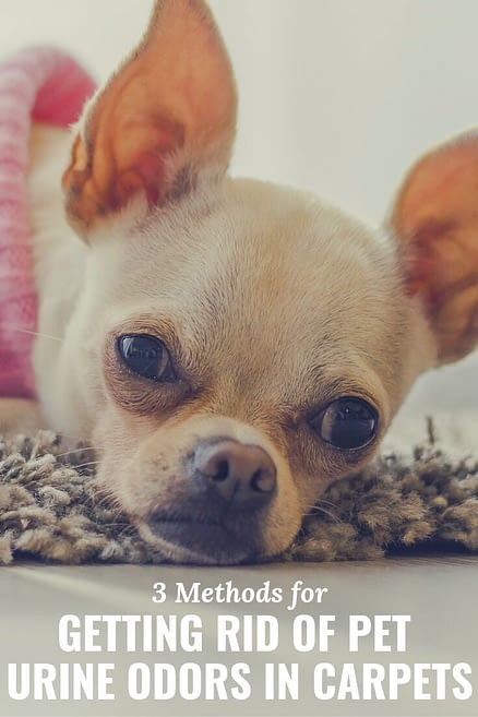 22 Ways to Get Rid of Pet Urine Odors in Carpet - Short Stop Chem-Dry