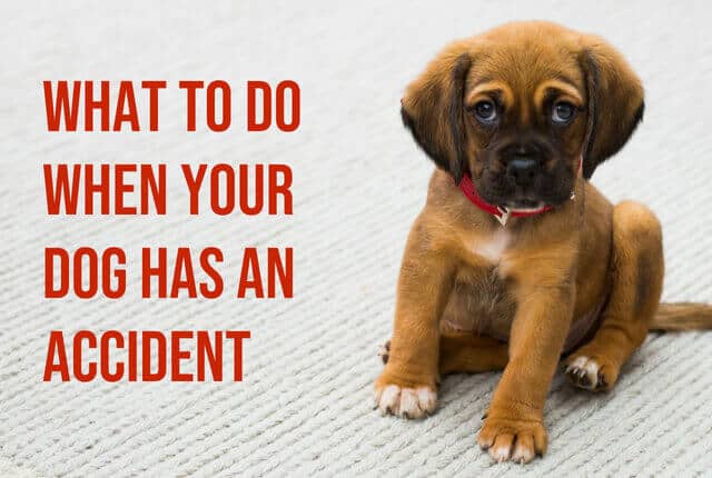 What to Do When Your Dog Has An Accident