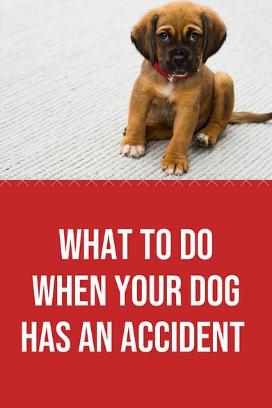 What to Do When Your Dog Has An Accident in the house