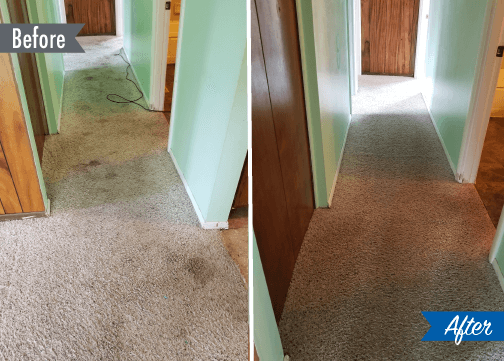carpet cleaning before and after photo detroit mi