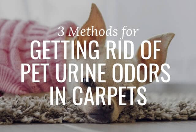 3 methods for removing pet urine in carpets