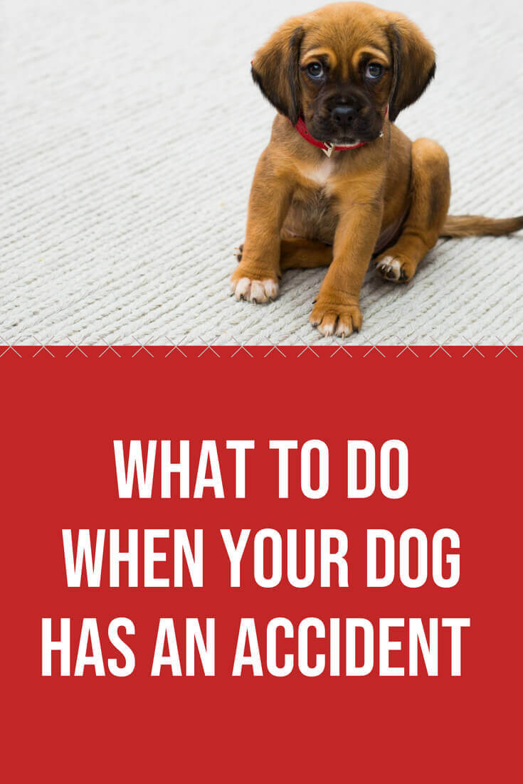What to Do When Your Dog Has An Accident in the house